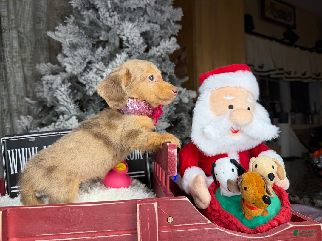 Miniature Dachshund dogs for sale: Akc POL PRA CLEAR CH RUSSIAN  - Ad 3