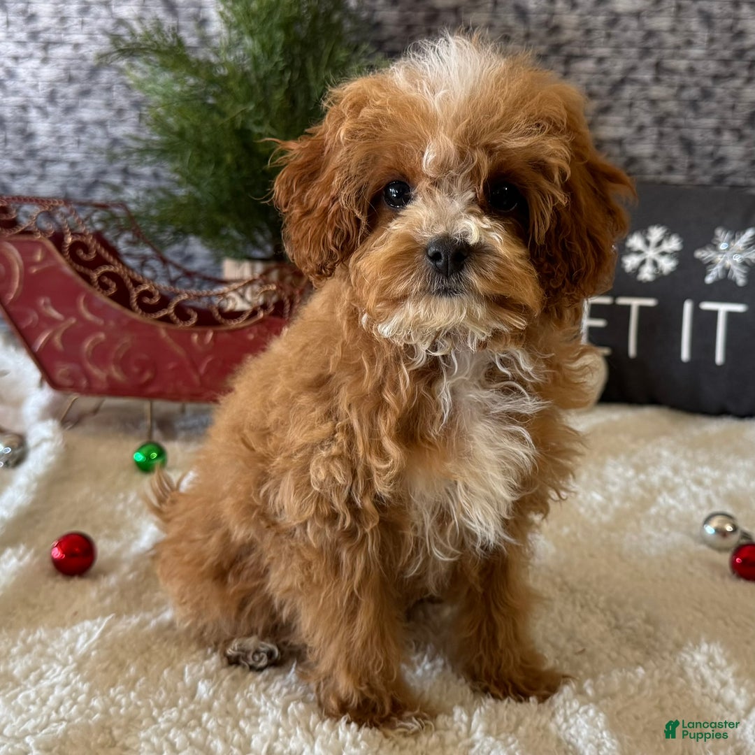 Cavapoo dogs for sale: Nate - Ad 2