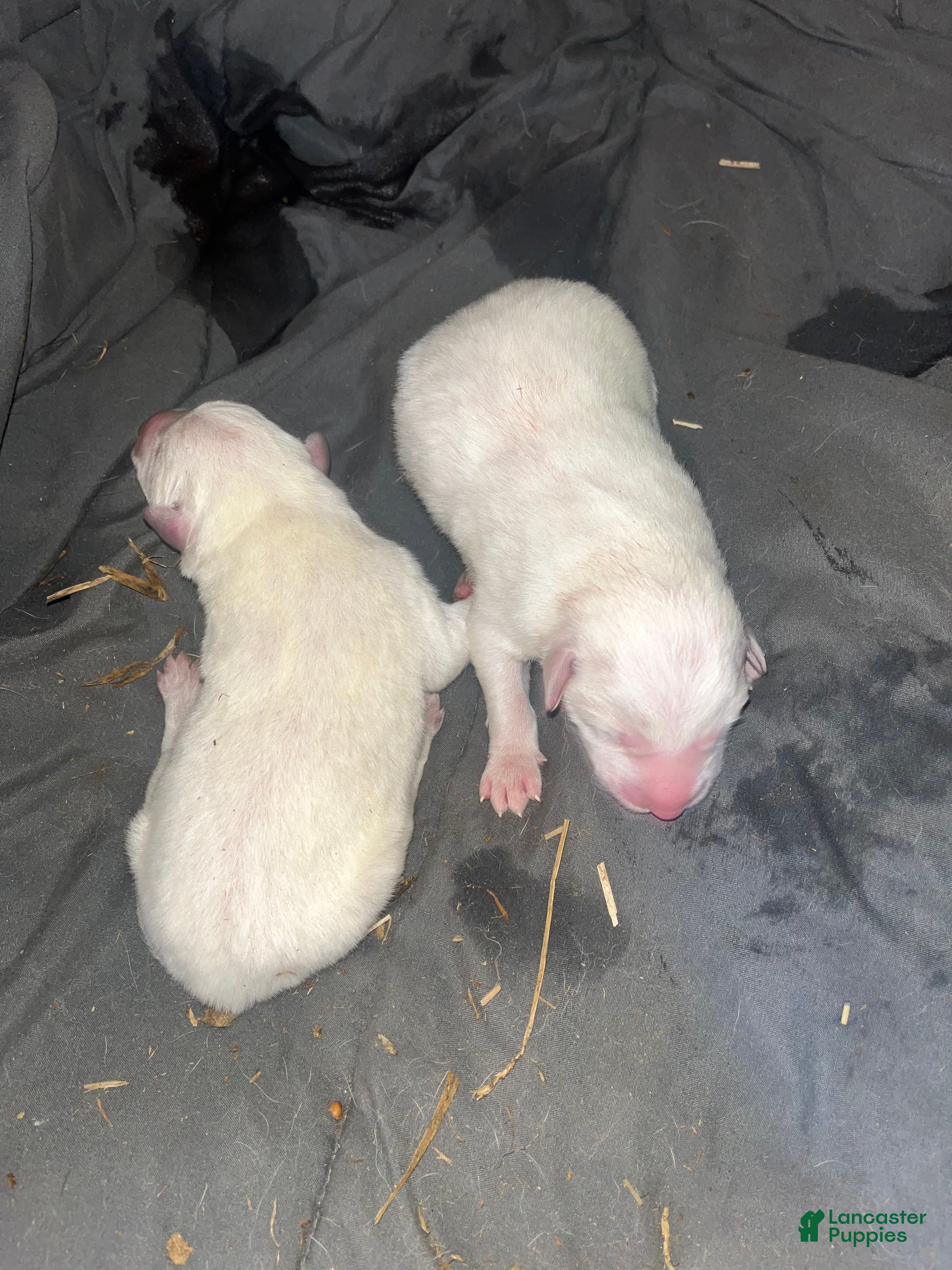 Great Pyrenees dogs Great Pyrenees Puppy 1 - Ad 1