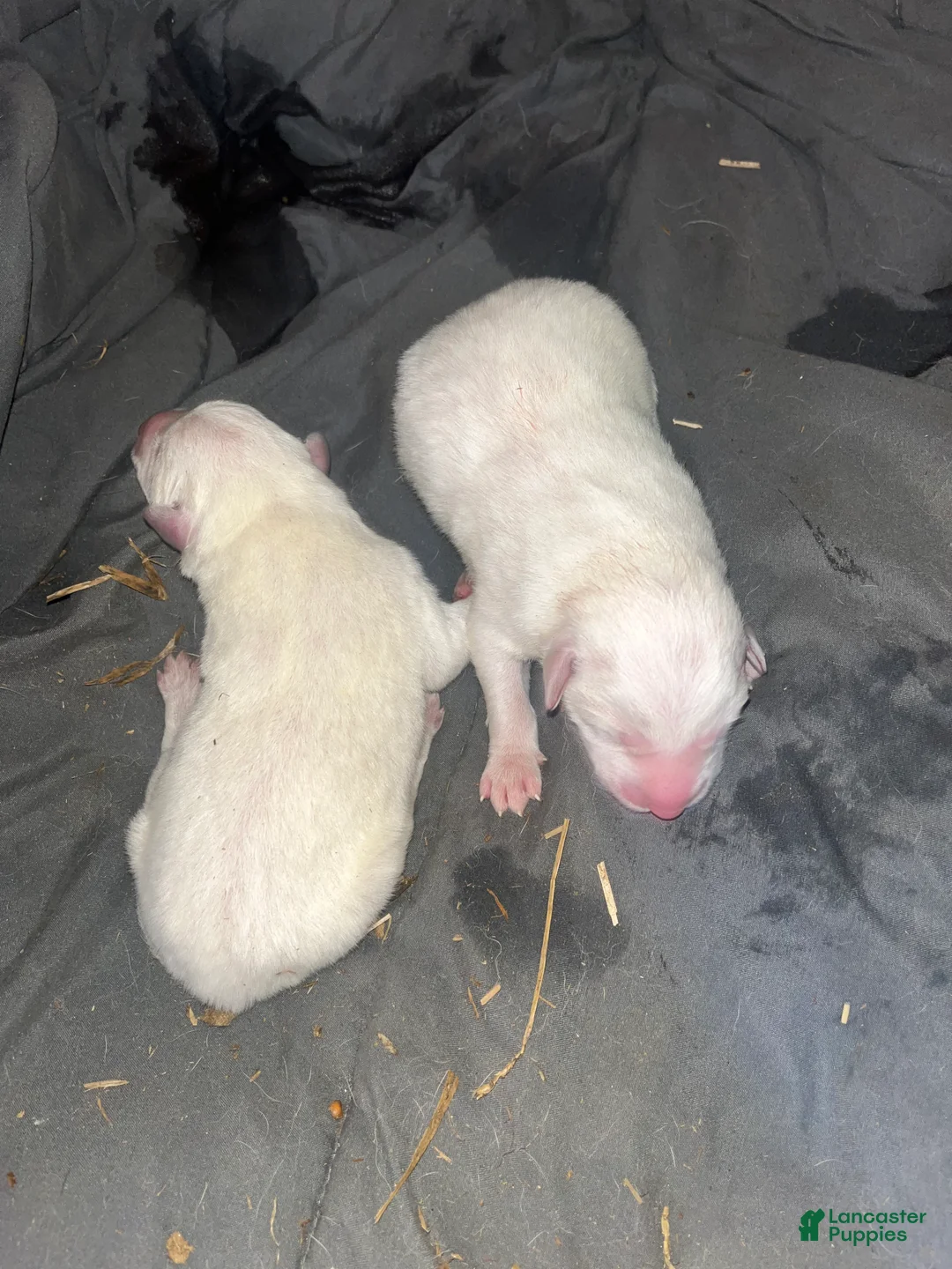 Great Pyrenees dogs for sale: Great Pyrenees Puppy 1 - Ad 1