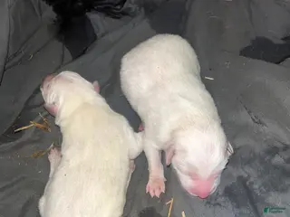 Great Pyrenees dogs for sale: Great Pyrenees Puppy 1 - Ad 2