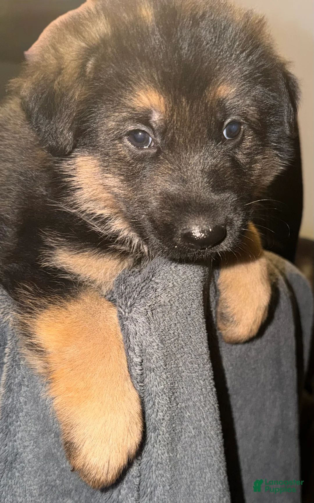 German Shepherd dogs for sale: German Shepherd Puppy 1 - Ad 1