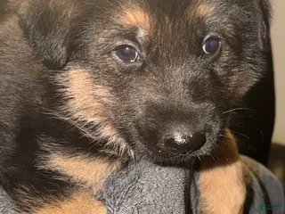 German Shepherd dogs German Shepherd Puppy 1 - Ad 12