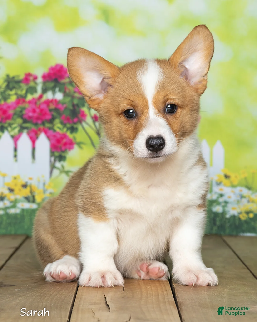 Welsh Corgi Pembroke dogs for sale: Sarah - Ad 1