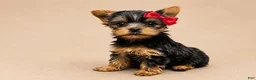Yorkshire Terrier dogs for sale: Eli - Ad 4