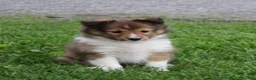 Shetland Sheepdog dogs for sale: Leo ‘ Arfy  - Ad 3