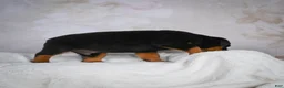 Rottweiler dogs for sale: Turbo - Ad 9