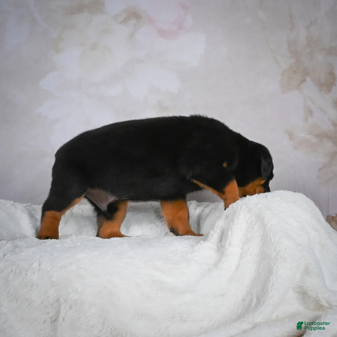 Rottweiler dogs for sale: Turbo - Ad 9