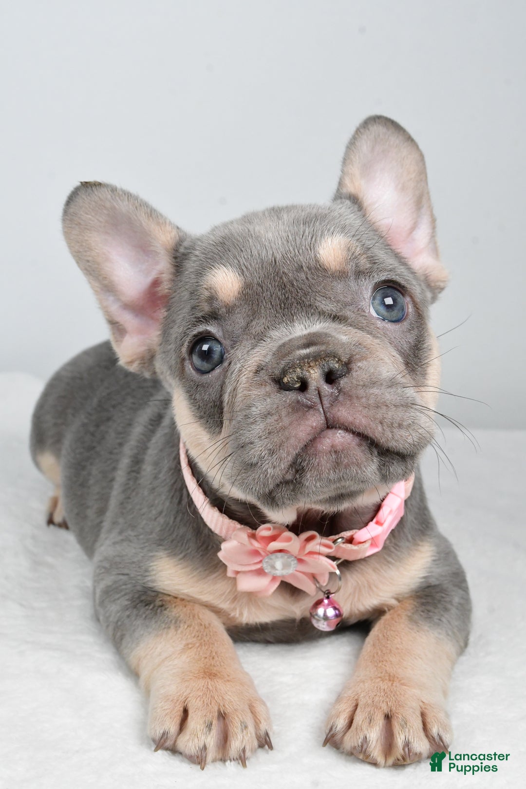French Bulldog dogs for sale: Kelly - Ad 4