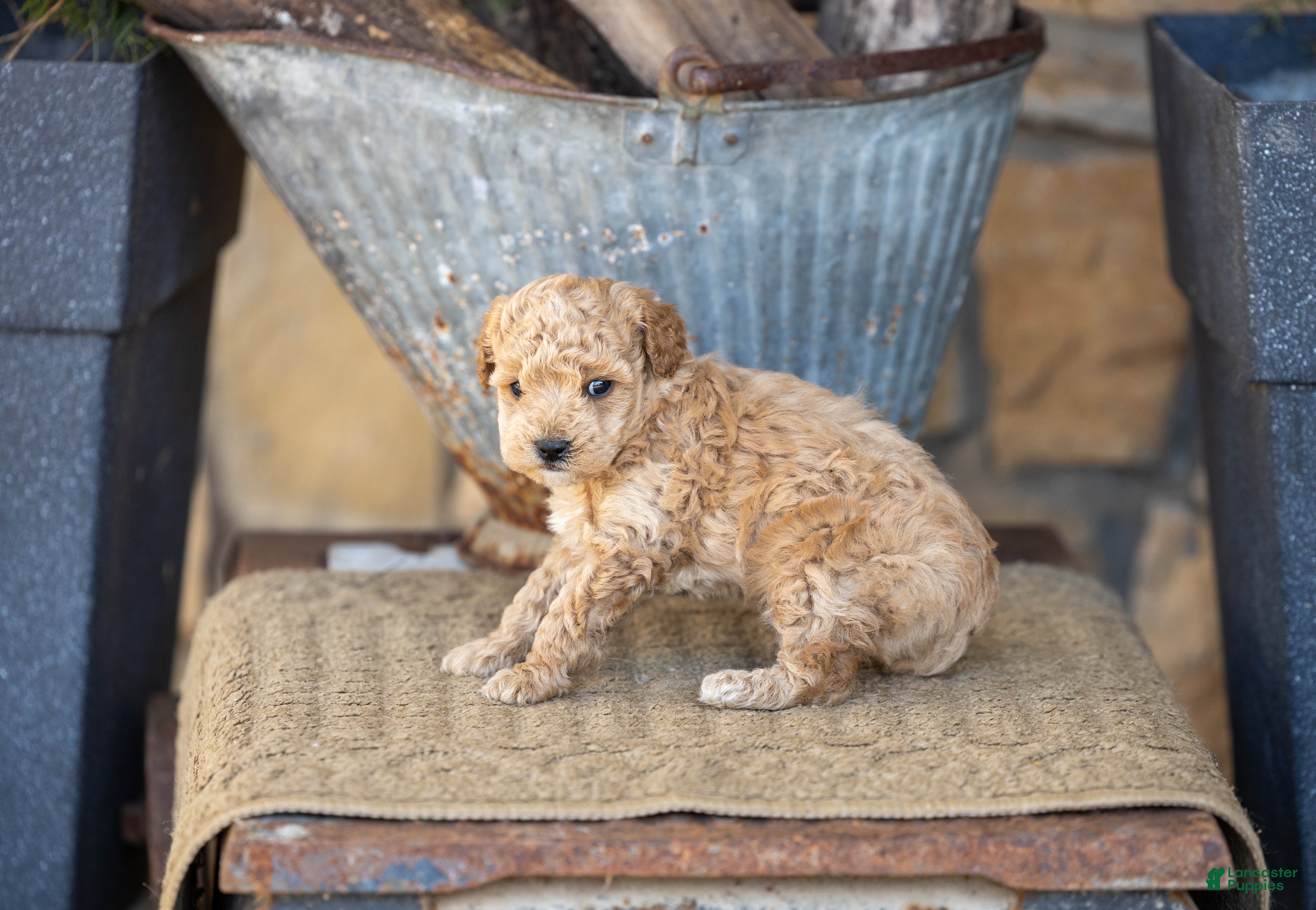 Miniature Poodle dogs AKC Blake - Ad 41