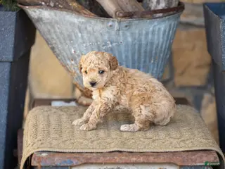 Miniature Poodle dogs AKC Blake - Ad 38