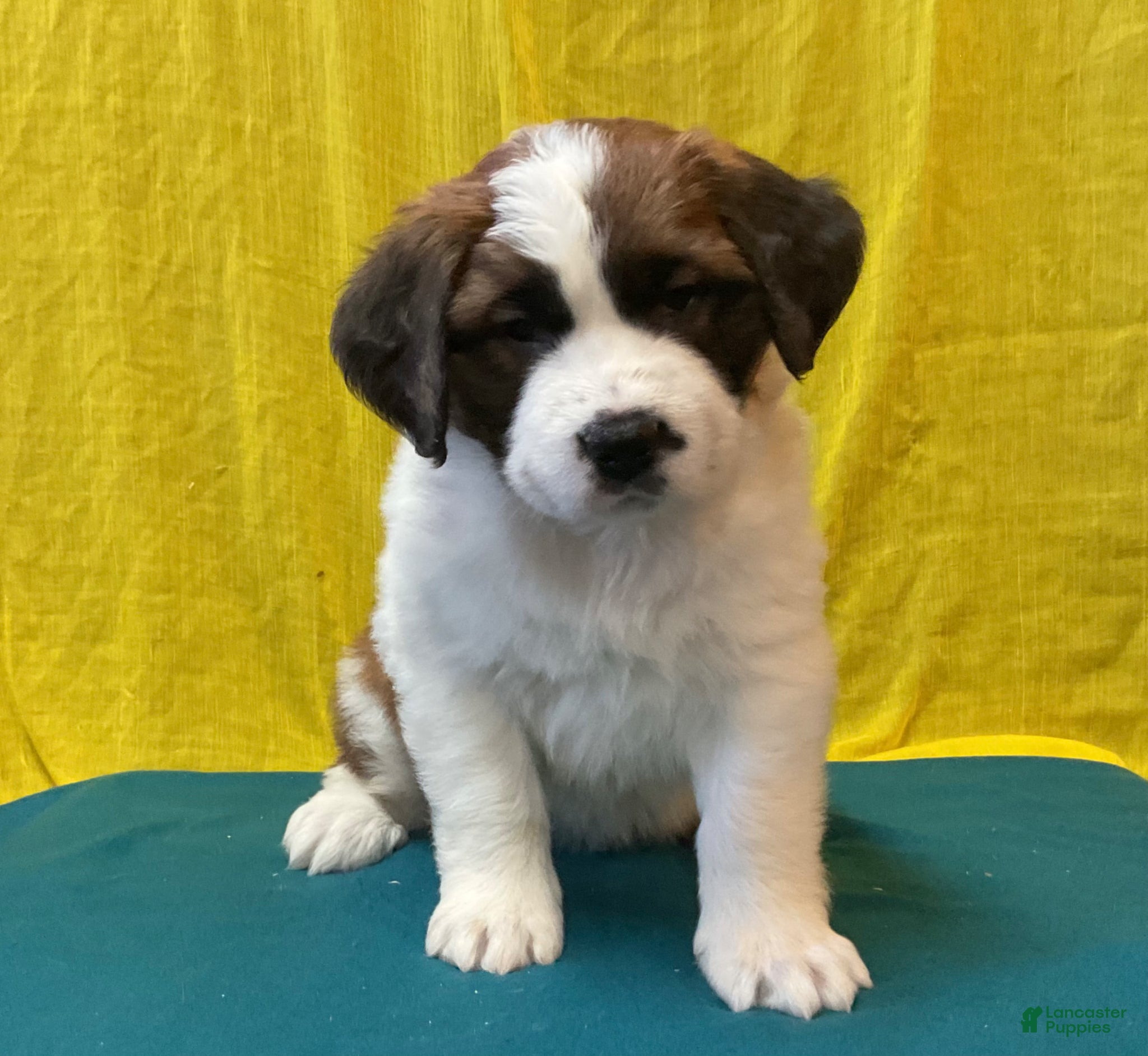 Saint Bernard dogs Saint Bernard Puppy 5 - Ad 1