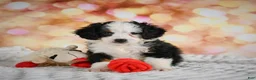 Mini Bernedoodle dogs for sale: Mim - Ad 8