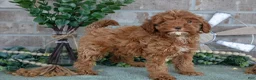 Mini Goldendoodle dogs for sale: Tulip - Ad 2