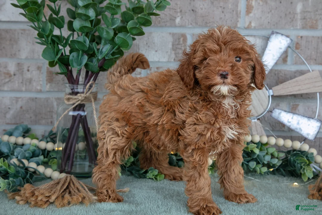 Mini Goldendoodle dogs for sale: Tulip - Ad 2