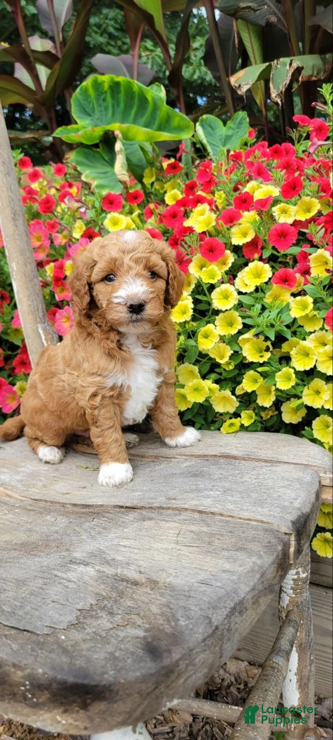Mini Goldendoodle dogs for sale: Teddy - Ad 1