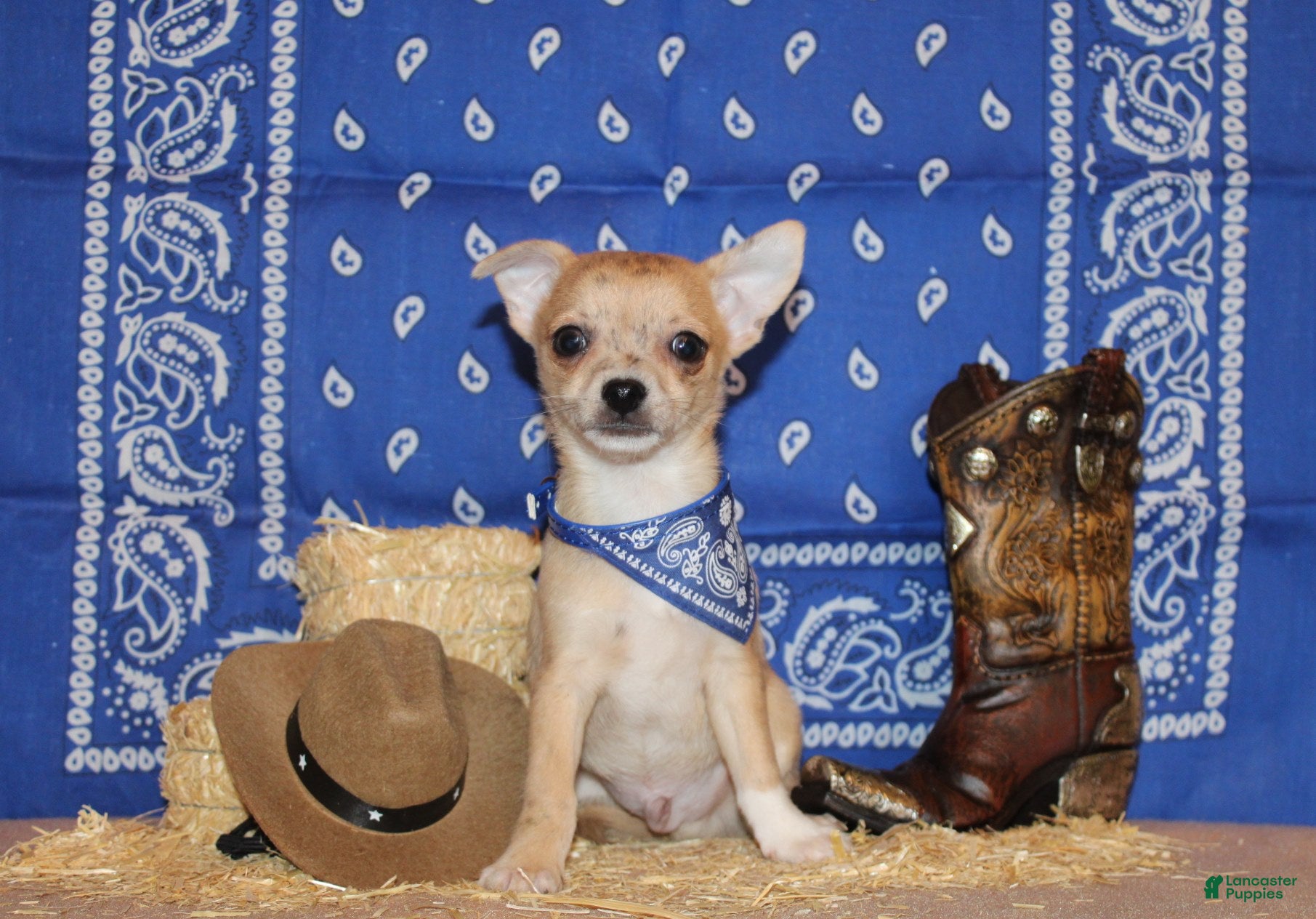 Chihuahua dogs Thaddeus - Ad 1