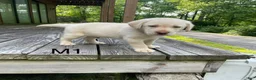 Labrador Retriever dogs for sale: Labrador Retriever 8 - Ad 2