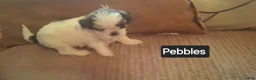 Shih Tzu dogs for sale: Shih Tzu 5 - Ad 5
