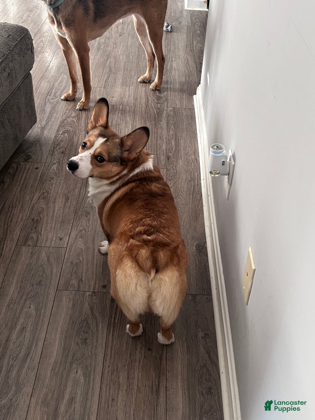 Welsh Corgi Pembroke dogs for stud: Kylo- Stud - Ad 2