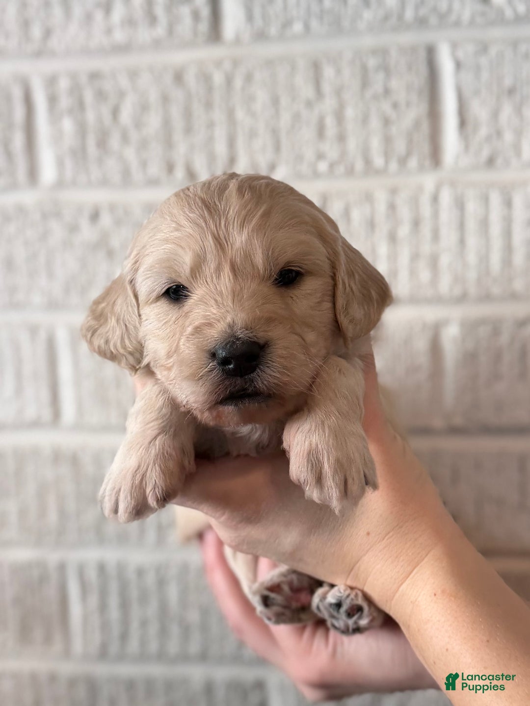Mini Goldendoodle dogs for sale: Holly - Ad 5