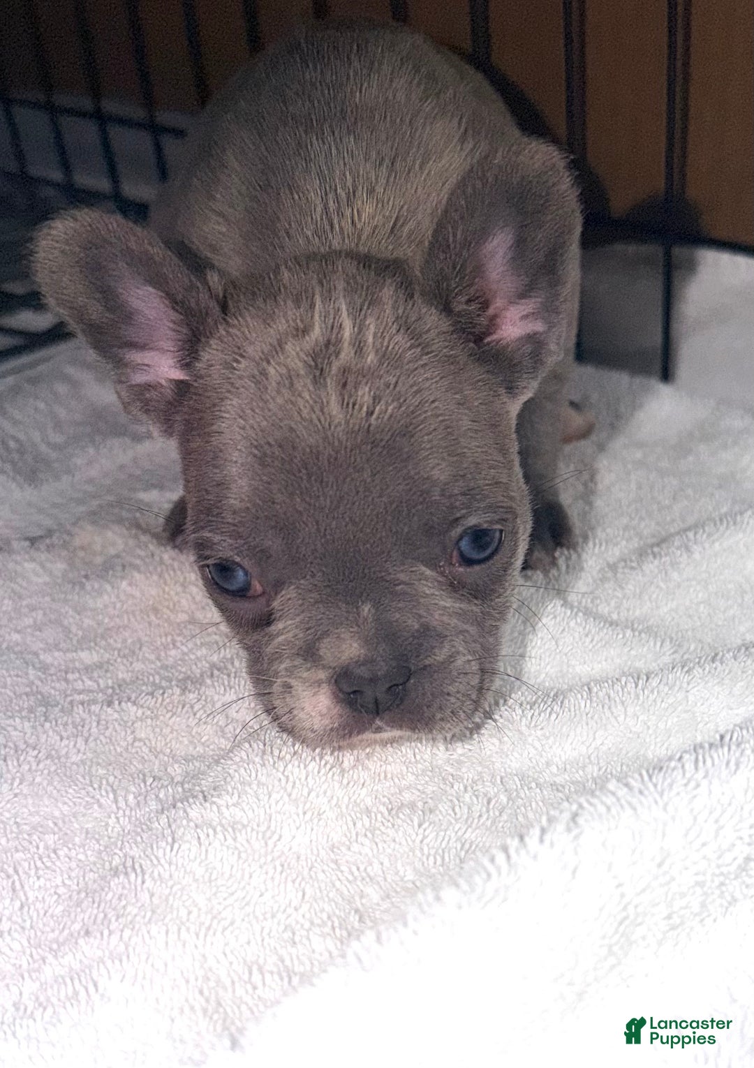 French Bulldog dogs for sale: Rocky - Ad 4