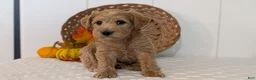 Schnoodle dogs for sale: Rosy - Ad 3