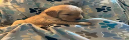 Golden Retriever dogs for sale: Green - Ad 2