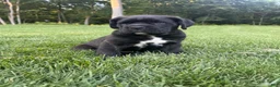 Cane Corso dogs for sale: Max - Ad 5