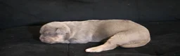 American Bully dogs for sale: Mr.Vegas - Ad 2