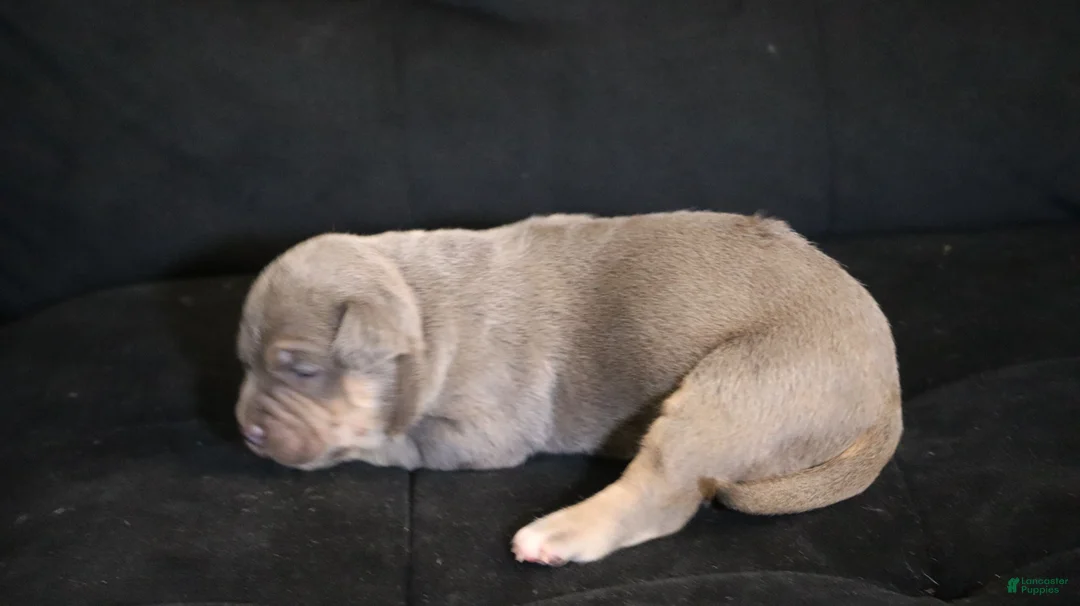 American Bully dogs for sale: Mr.Vegas - Ad 2