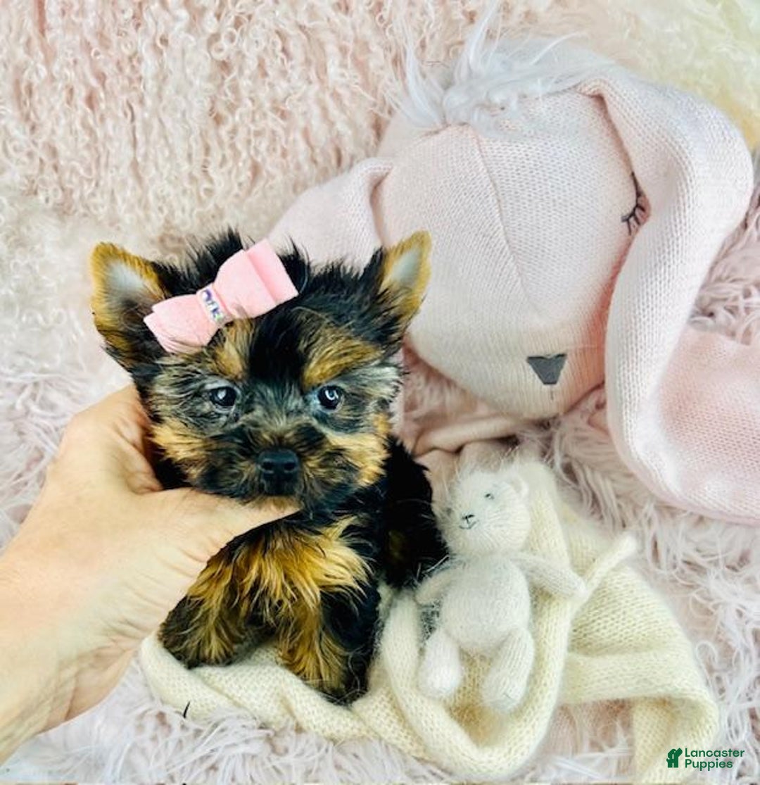 Yorkshire Terrier dogs for sale: Yorkshire Terrier Puppy 1 - Ad 4
