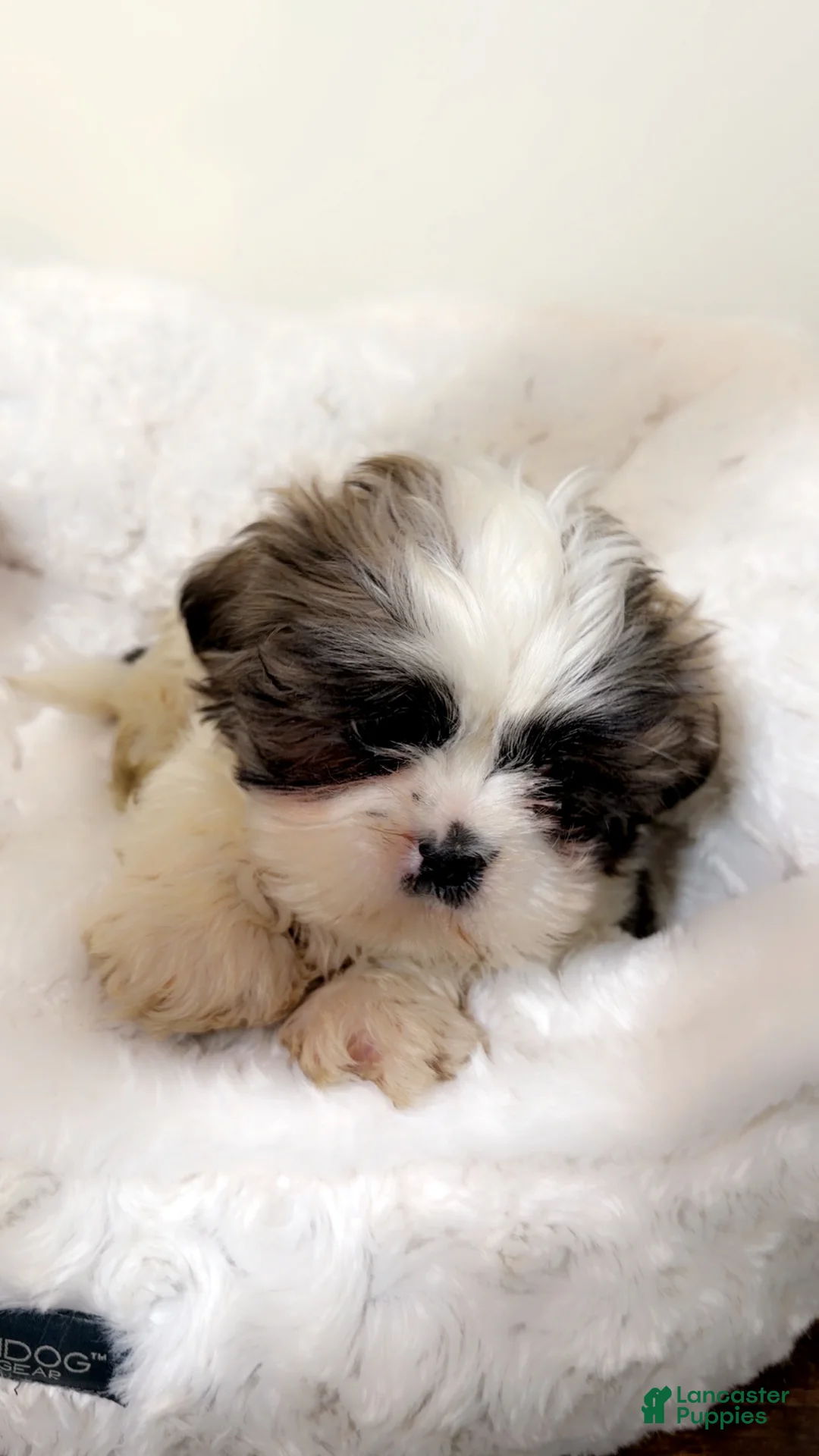 Shih Tzu dogs for sale: Jaxon - Ad 2