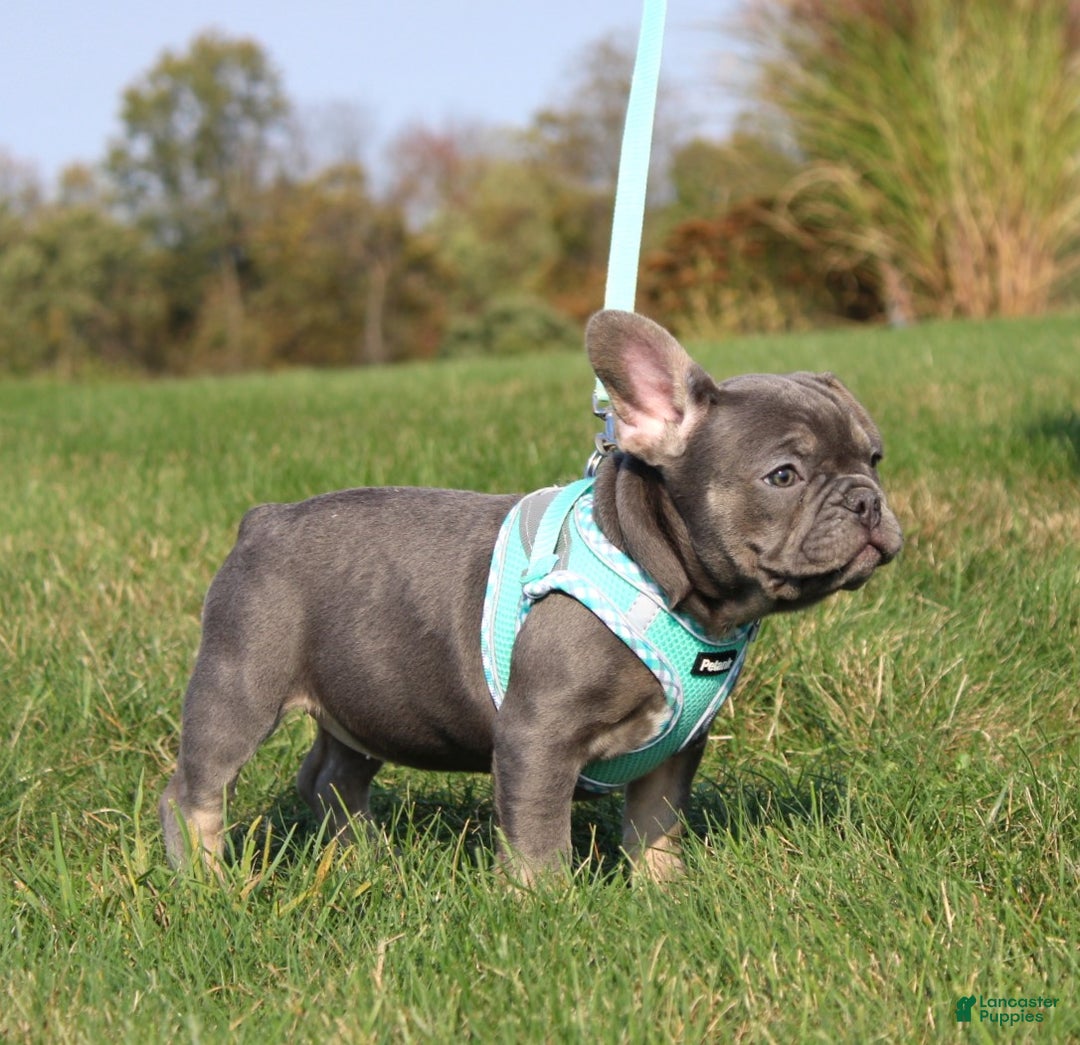 French Bulldog dogs for sale: Bridget - Ad 7
