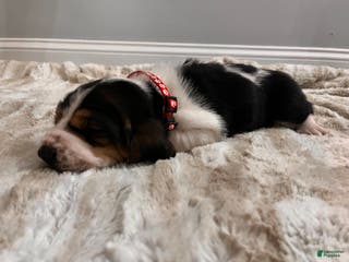 Basset Hound dogs Billy Bob - Ad 12