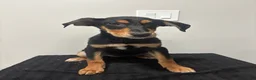 Mixed Breed dogs for sale: Mixed Breed Puppy 6 - Ad 3