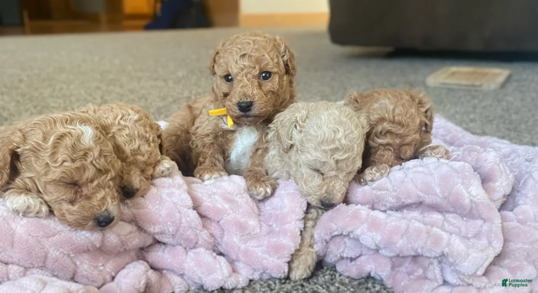 Toy Poodle dogs for sale: LITTLE ARCHIE - Ad 31