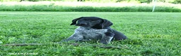 German Shorthaired Pointer dogs for sale: Gunner - Ad 4