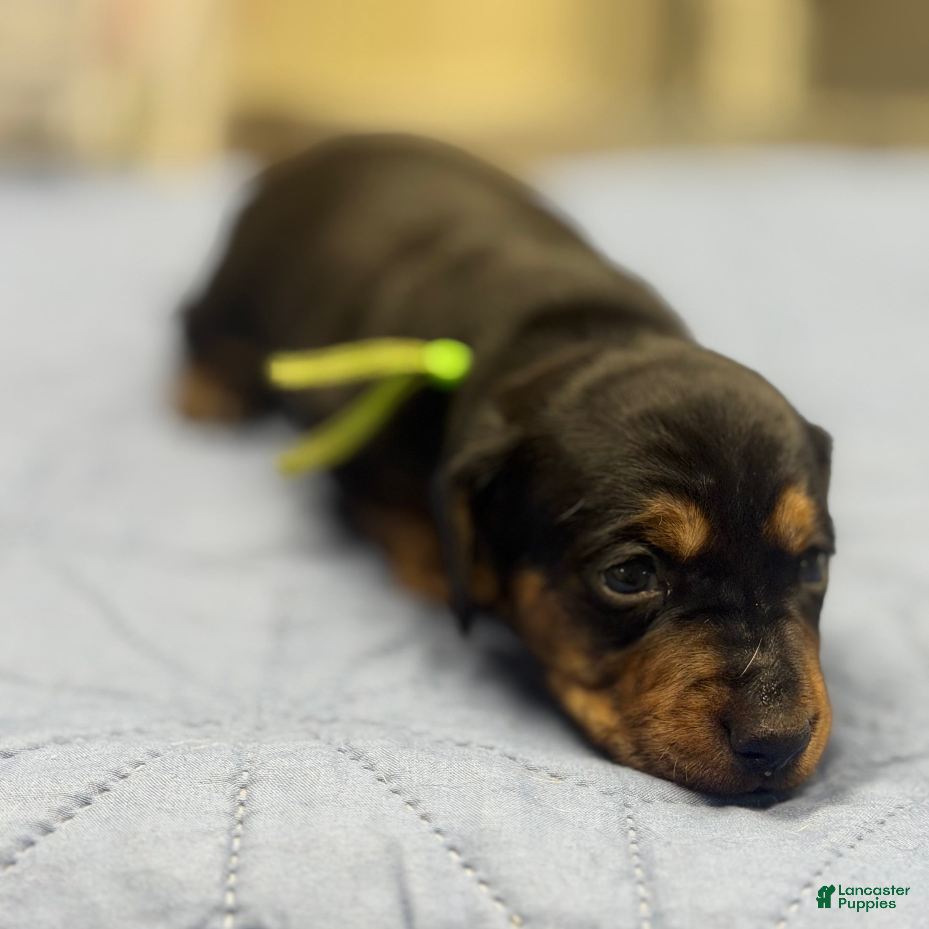 Miniature Dachshund dogs Bandit - Ad 1