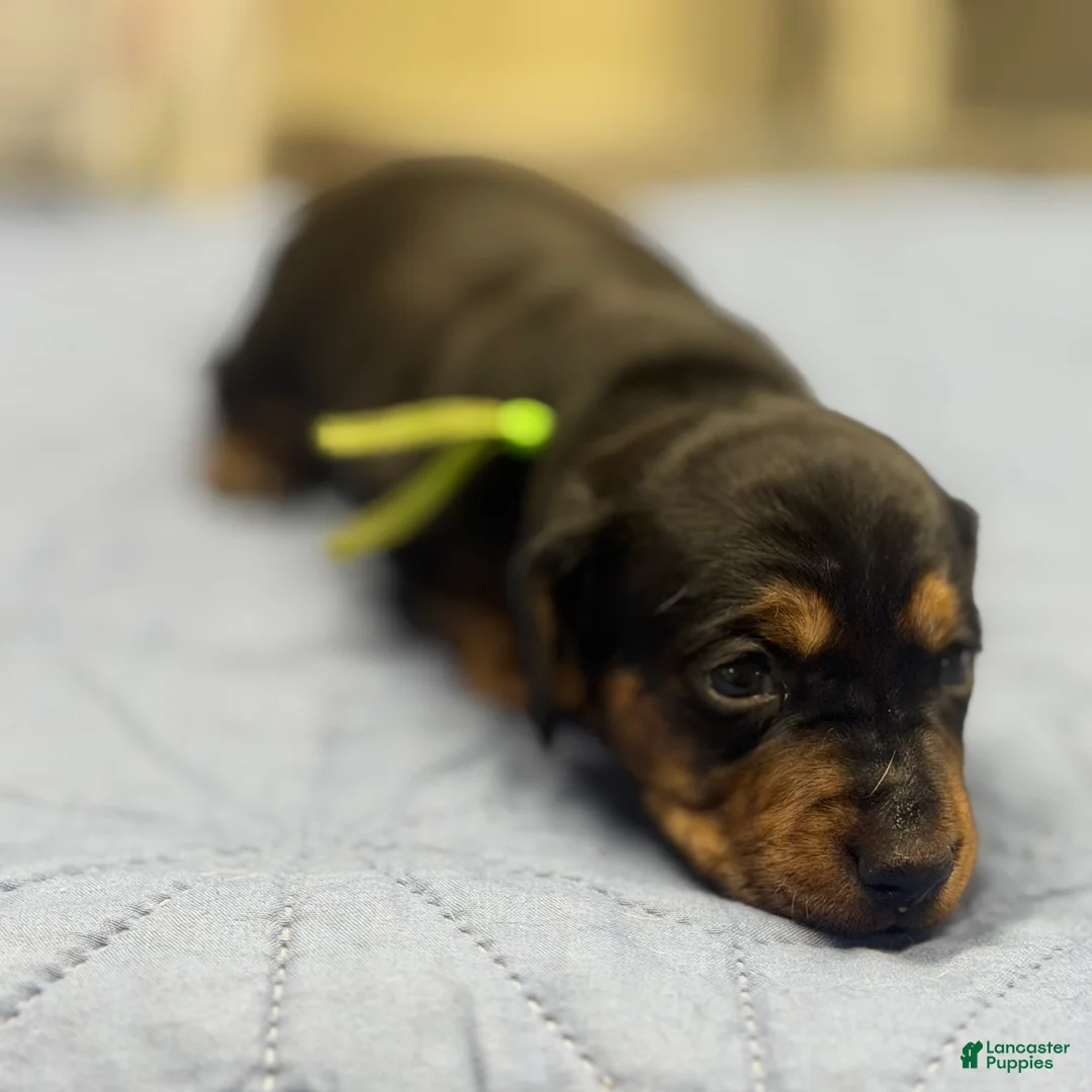 Miniature Dachshund dogs for sale: Bandit - Ad 1