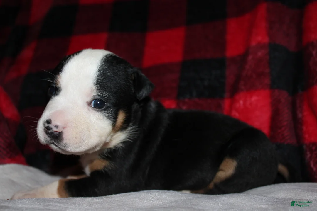 American Bully dogs for sale: Oreo - Ad 3