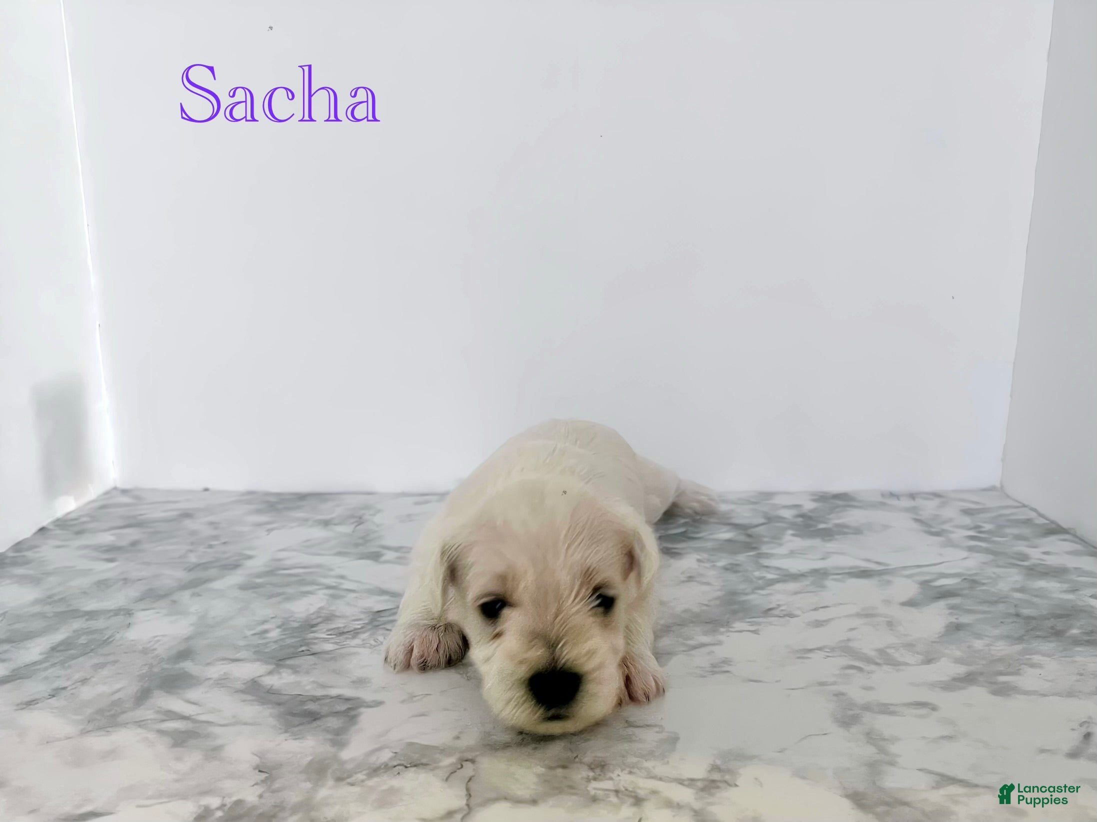 Miniature Schnauzer dogs Miniature Schnauzer 4 - Ad 4