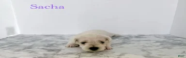 Miniature Schnauzer 4