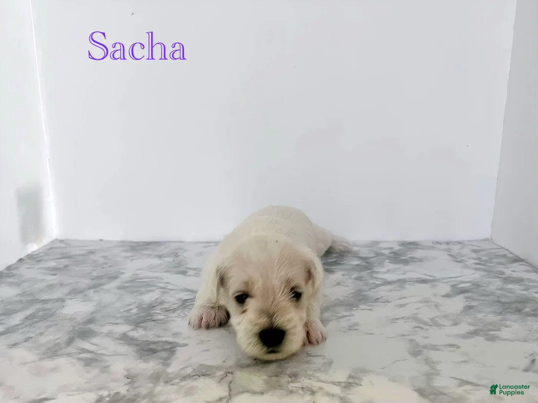 Miniature Schnauzer dogs for sale: Miniature Schnauzer 4 - Ad 1