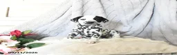 Dalmatian dogs for sale: Cinderella - Ad 3