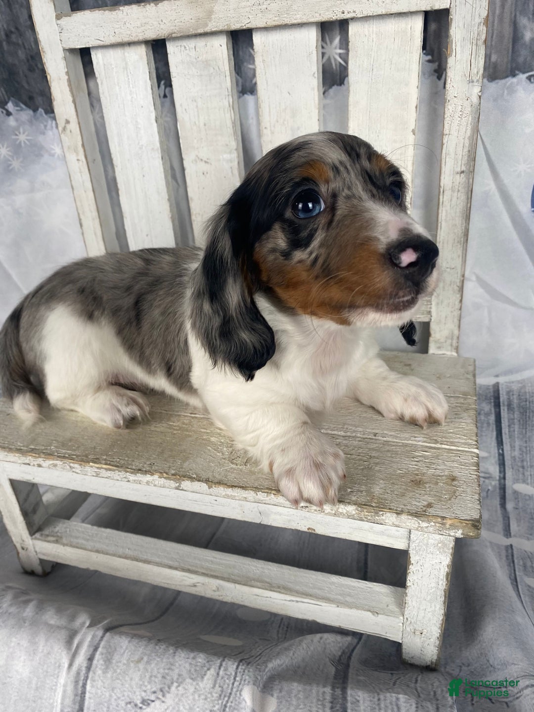 Miniature Dachshund dogs for sale: Milo - Ad 8