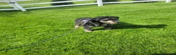 Mixed Breed dogs for sale: Landon - Ad 8