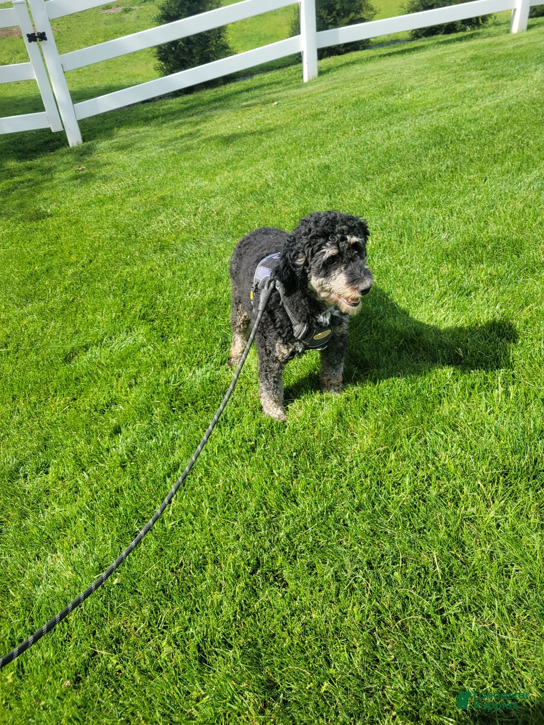 Mixed Breed dogs for sale: Landon - Ad 8
