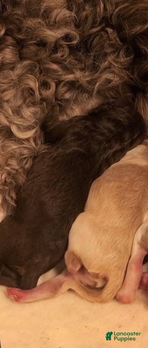Labradoodle dogs Labradoodle 1 - Ad 15