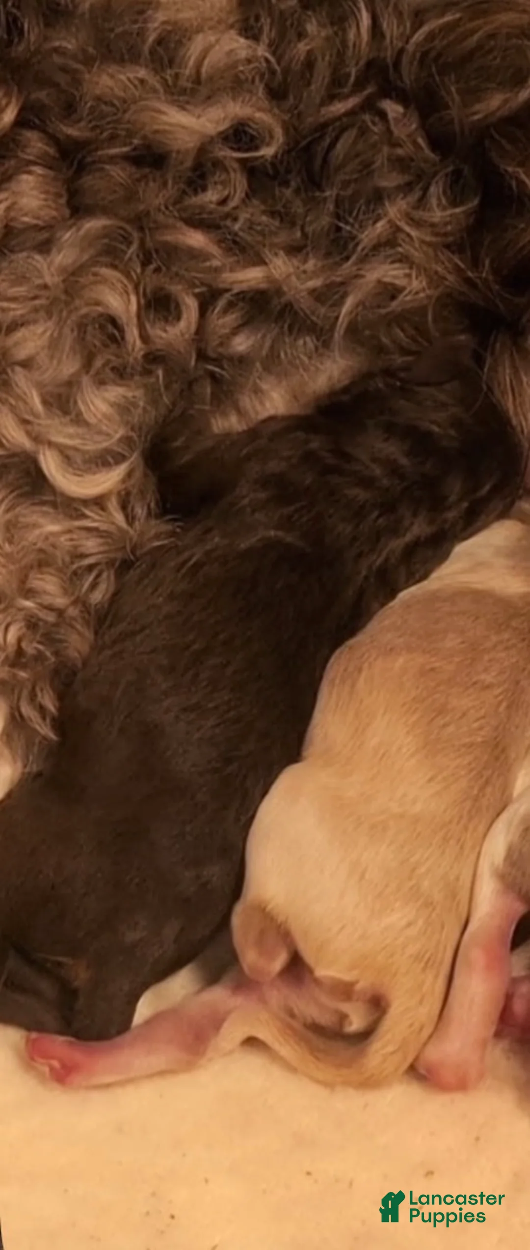 Labradoodle dogs for sale: Labradoodle 1 - Ad 1